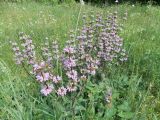 Phlomoides tuberosa