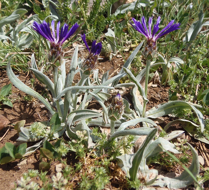 Image of Centaurea fuscomarginata specimen.