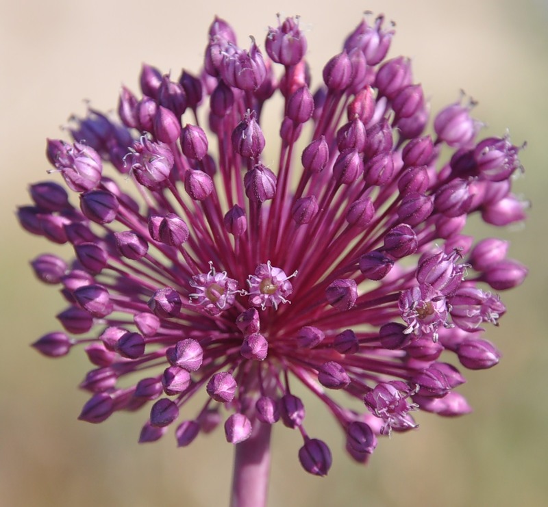 Изображение особи Allium ampeloprasum.