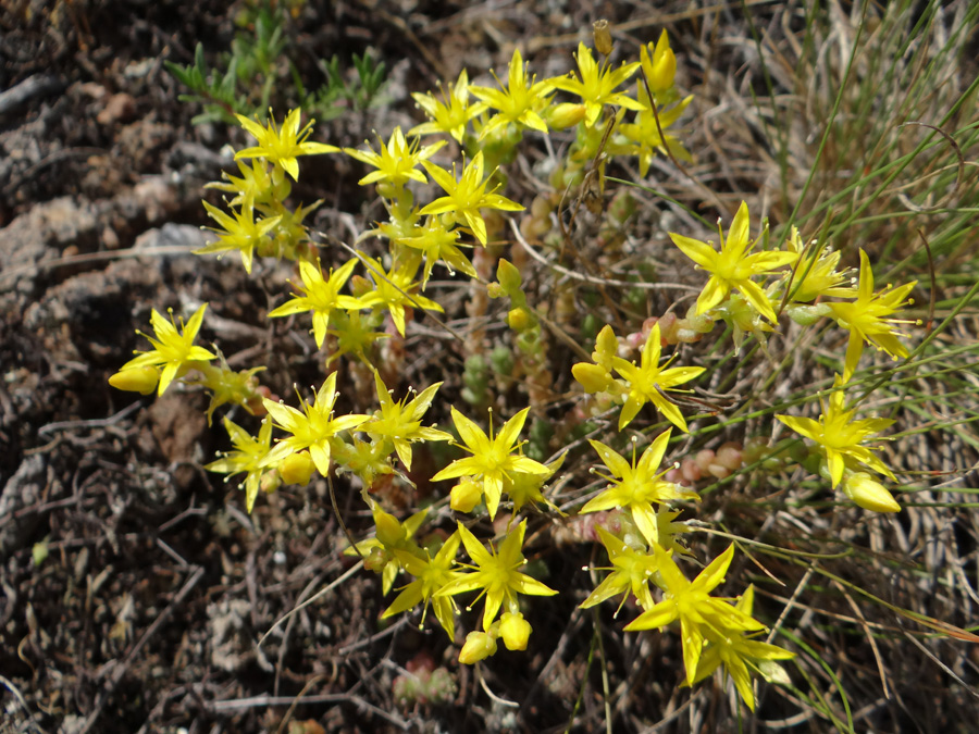 Изображение особи Sedum acre.