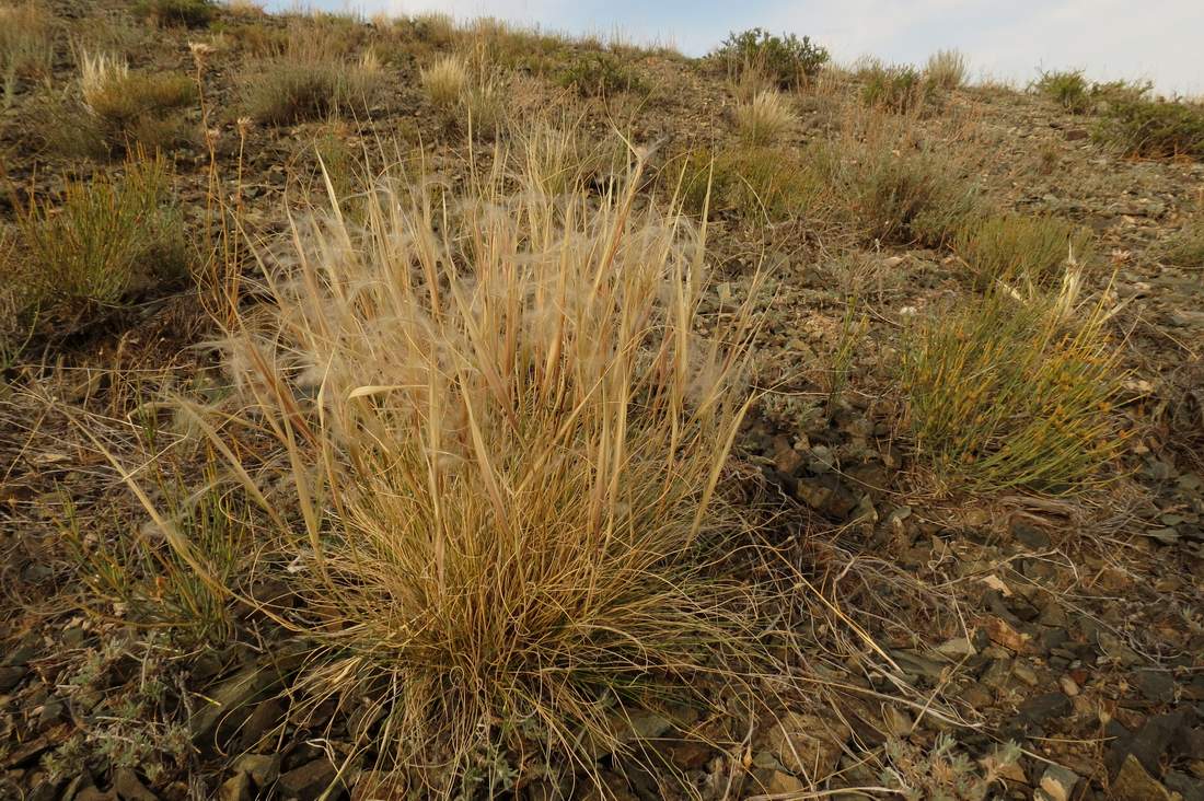 Изображение особи Stipa caucasica.