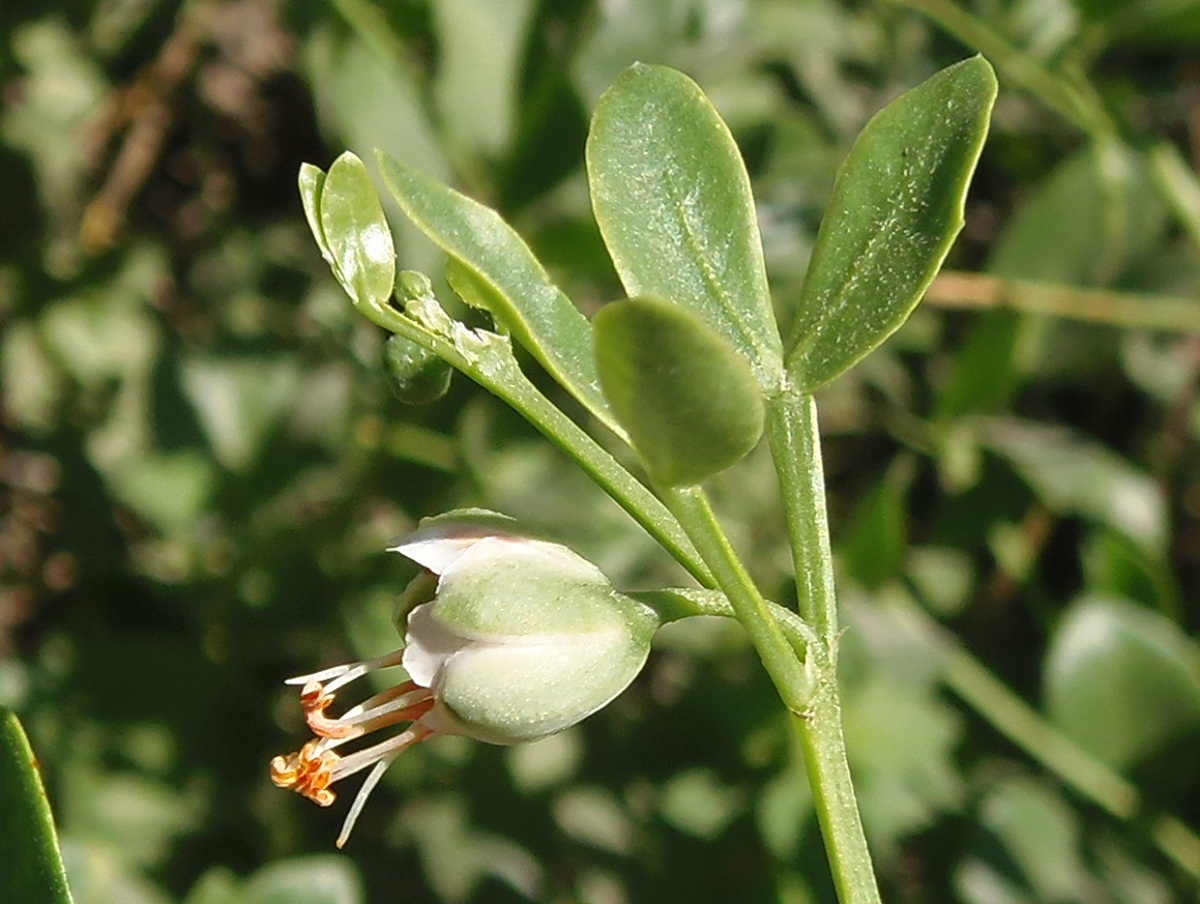 Image of Zygophyllum fabago specimen.