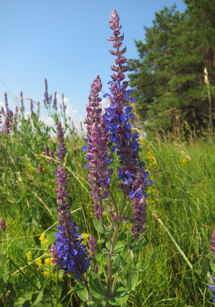 Изображение особи Salvia tesquicola.