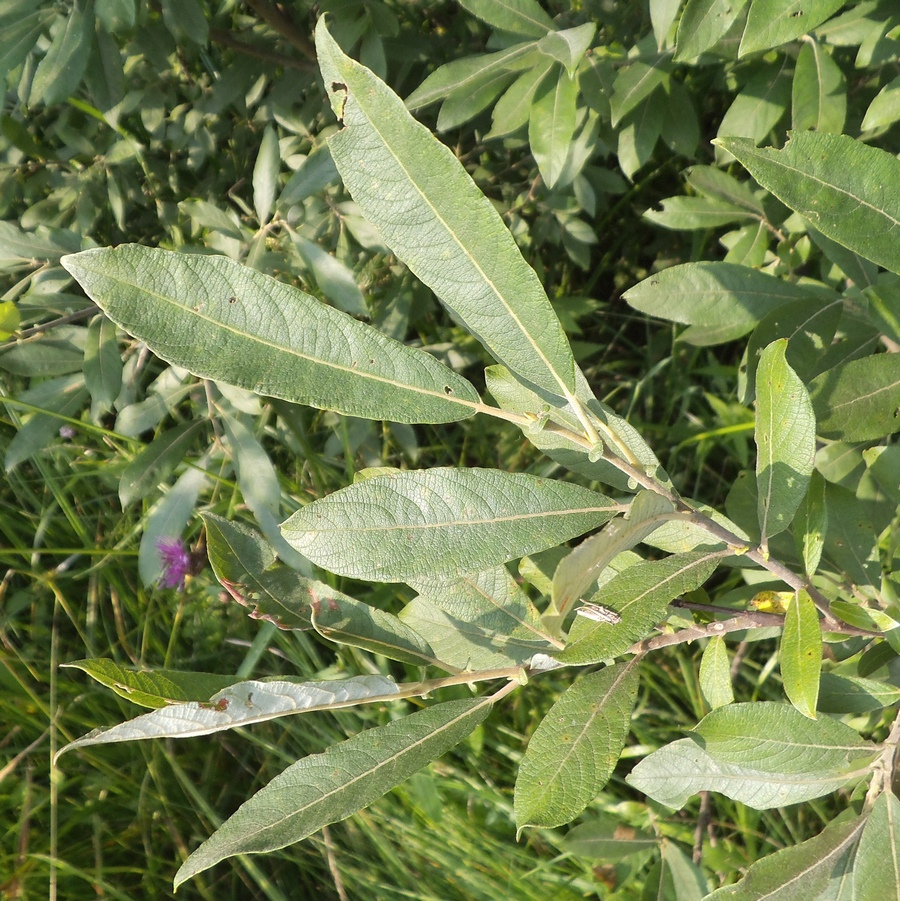 Image of Salix cinerea specimen.