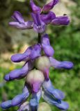 Vicia cracca. Верхушка соцветия; некоторые цветки поражённые(?). Архангельская обл., Холмогорский р-н, окр. пос. Усть-Пинега, берег р. Пинега. 15.07.2013.