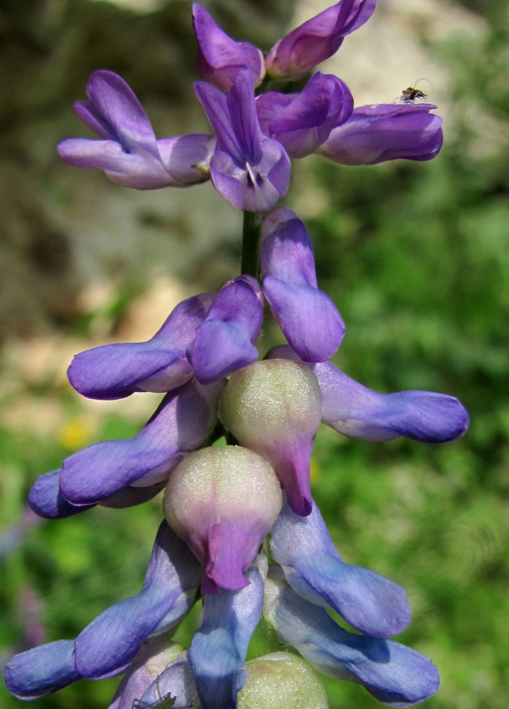 Image of Vicia cracca specimen.