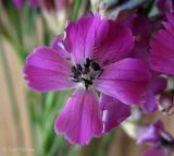 Dianthus borbasii. Цветок, тычинки которого поражены головнёвым грибом. Украина, Черкасская обл., Каневский р-н, РЛП \"Трахтемиров\", песчаная степь на берегу Днепра. 29 июня 2013 г.