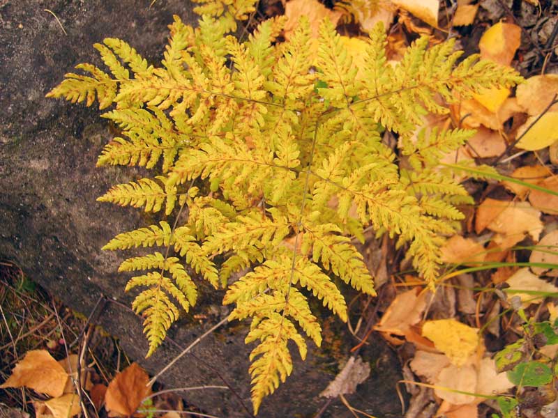 Image of Gymnocarpium jessoense specimen.