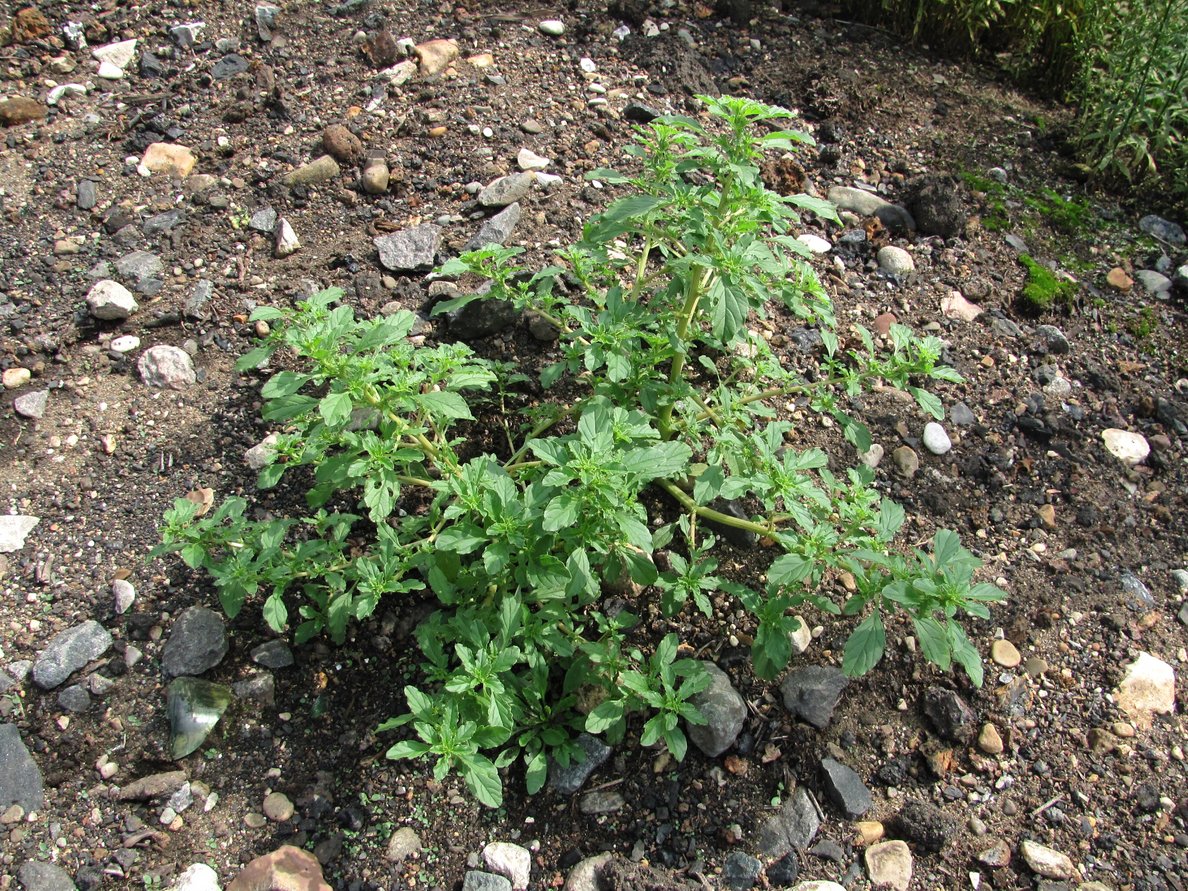 Image of Amaranthus albus specimen.