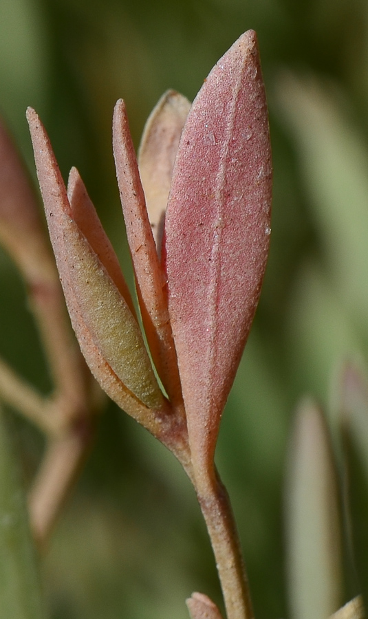 Image of Halimione portulacoides specimen.