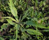 Cirsium heterophyllum