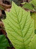 Rodgersia podophylla