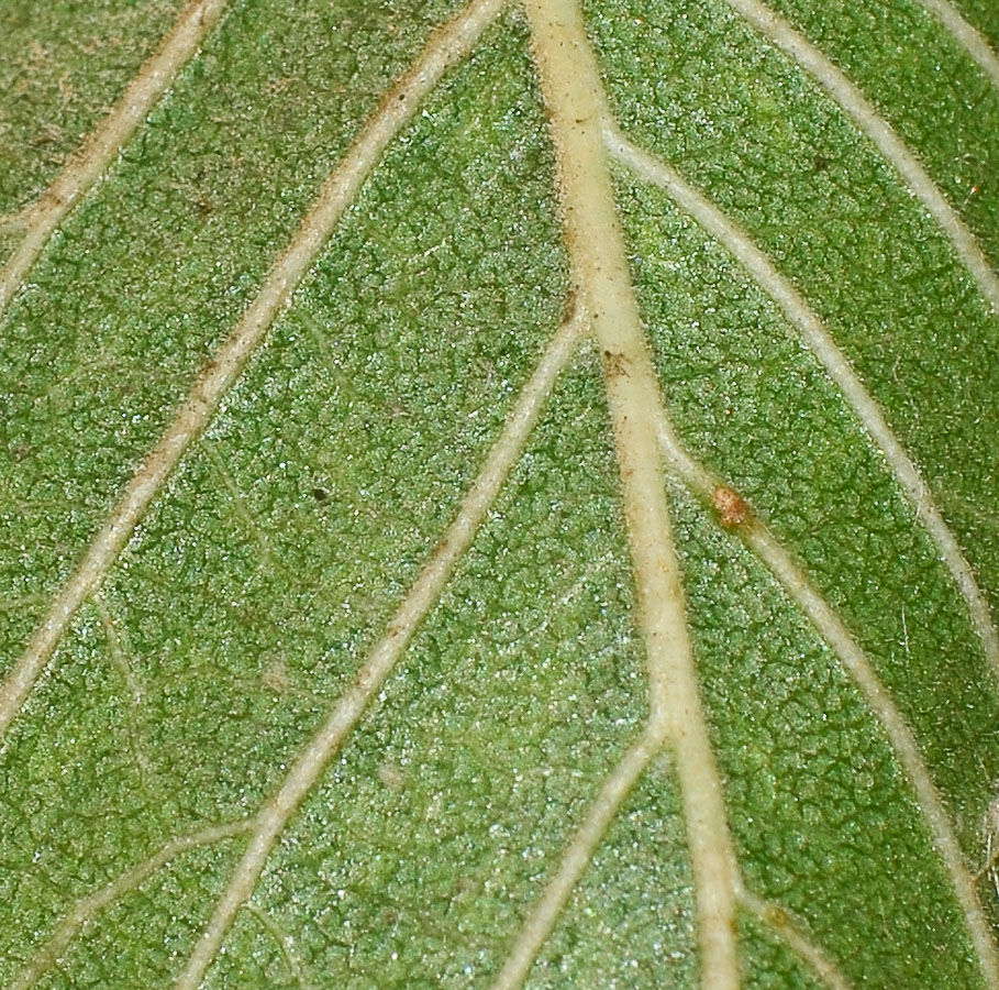 Image of Ulmus parvifolia specimen.