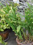Hedychium coronarium