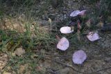 Convolvulus cantabrica. Цветущий побег. Крым, известняковые холмы в окр. с. Верхнесадовое. 30 мая 2009 г.