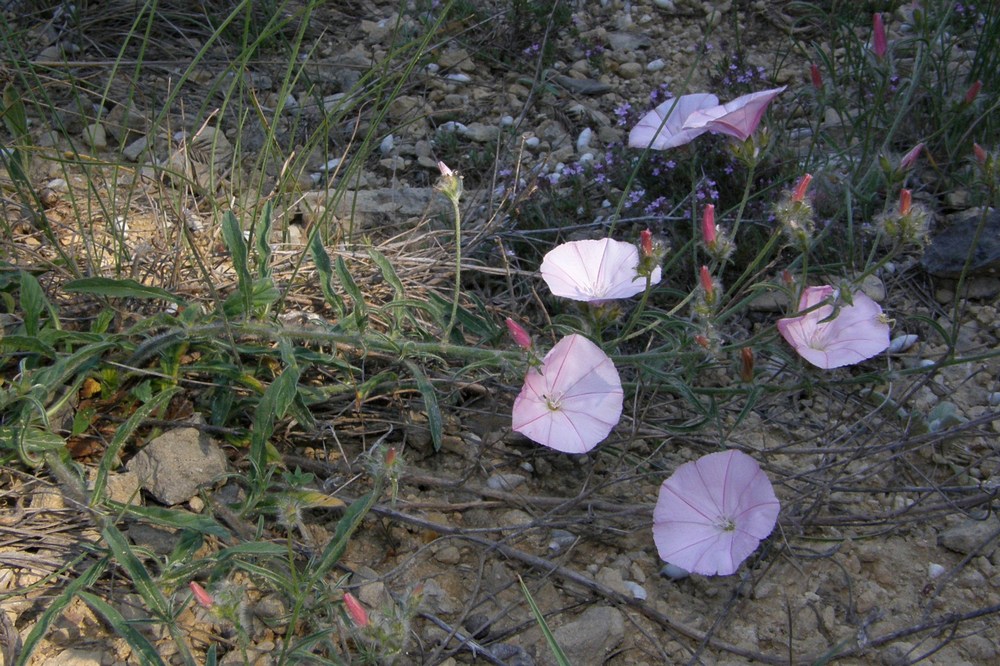 Изображение особи Convolvulus cantabrica.