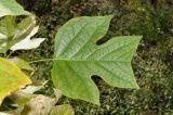 Liriodendron tulipifera