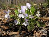 Viola albida