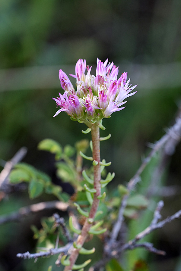 Изображение особи род Pseudosedum.