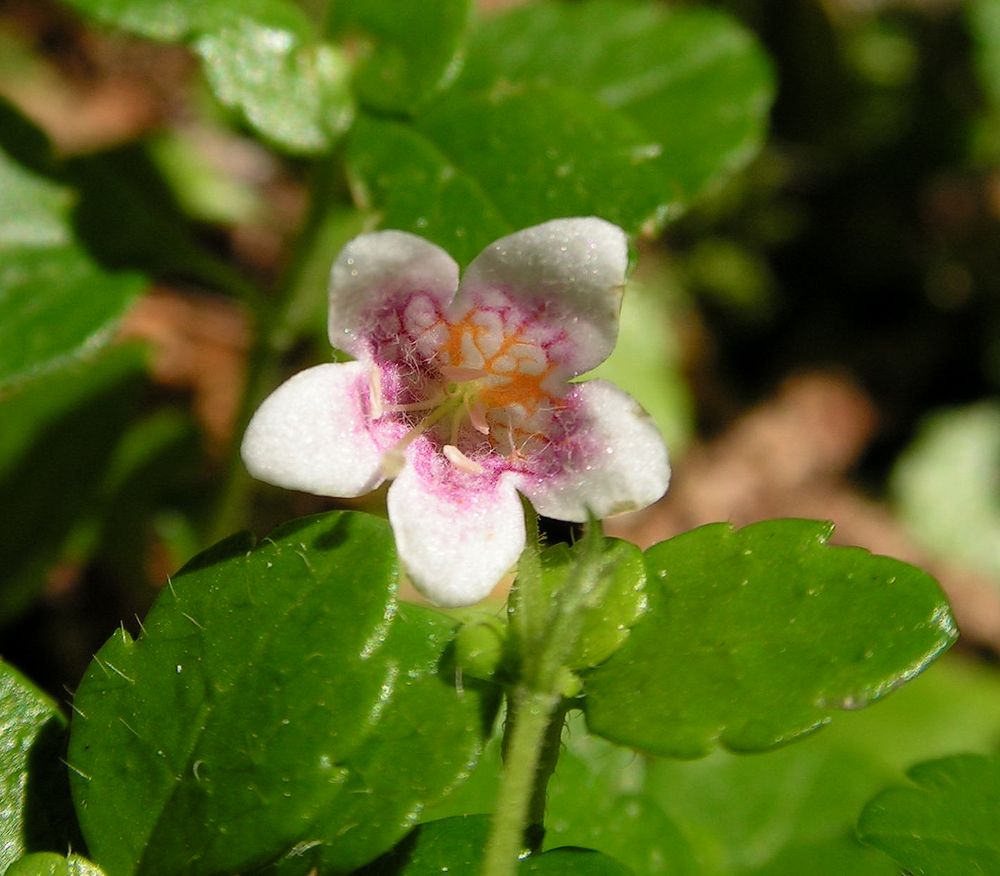 Изображение особи Linnaea borealis.