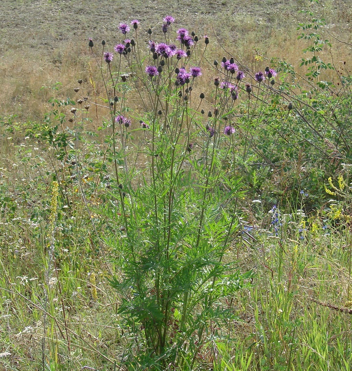 Image of Centaurea scabiosa specimen.