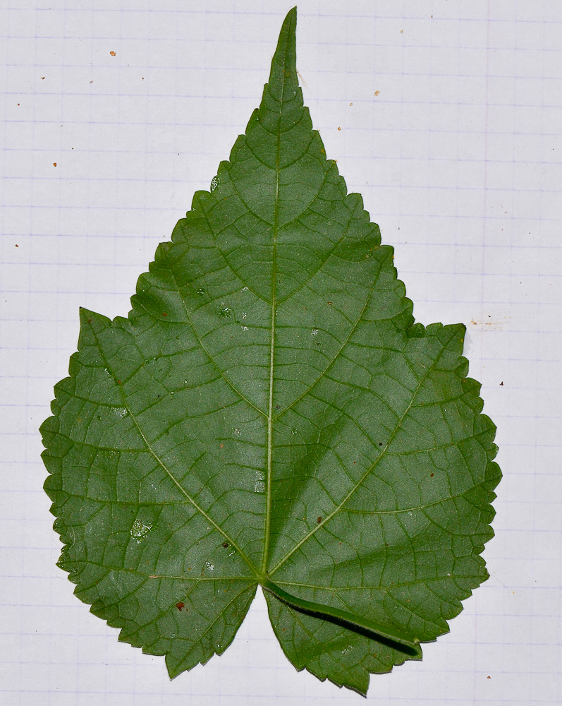 Image of Abutilon &times; hybridum specimen.