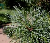 Pinus koraiensis. Верхушка ветки. Германия, г. Дюссельдорф, Ботанический сад университета. 04.09.2013.