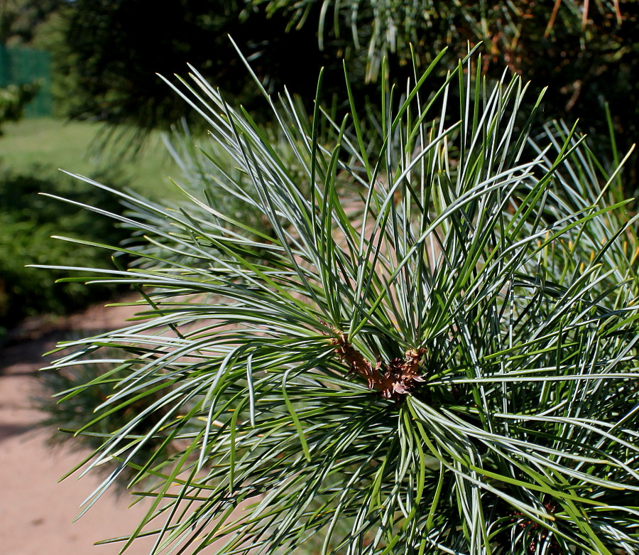 Изображение особи Pinus koraiensis.