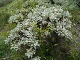 Astragalus aureus