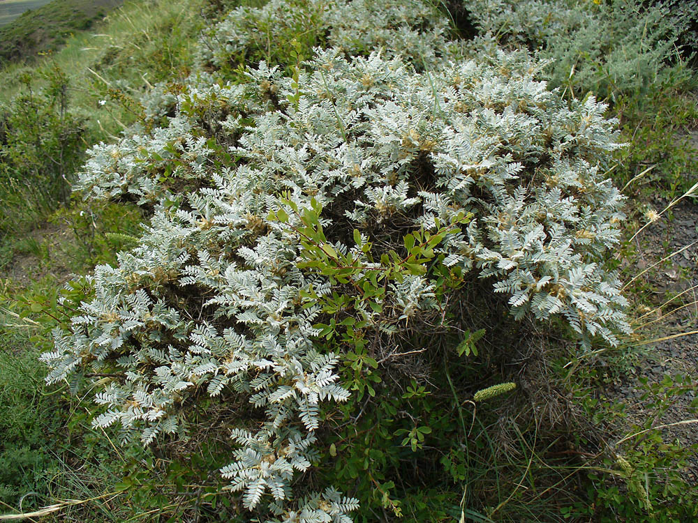 Изображение особи Astragalus aureus.