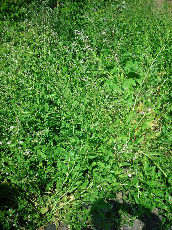 Image of Lepidium latifolium specimen.