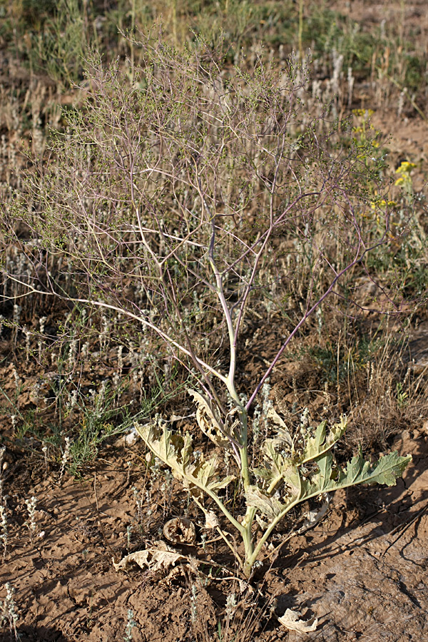 Изображение особи Crambe orientalis.