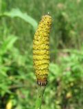 Equisetum ramosissimum