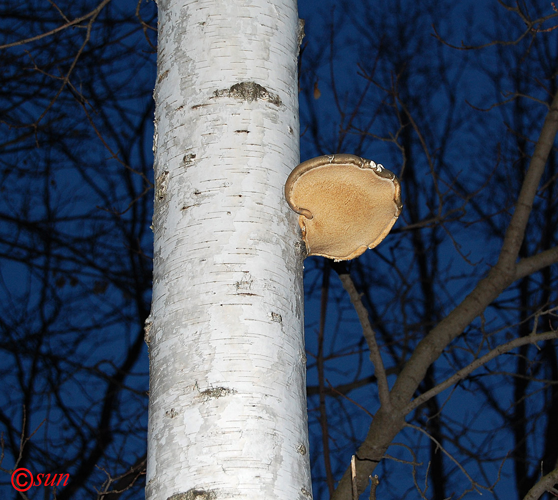 Изображение особи Betula borysthenica.