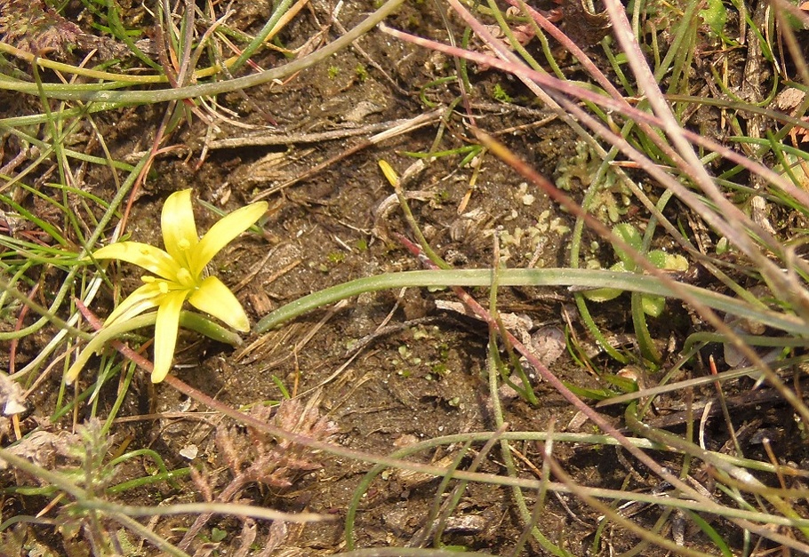 Image of genus Gagea specimen.