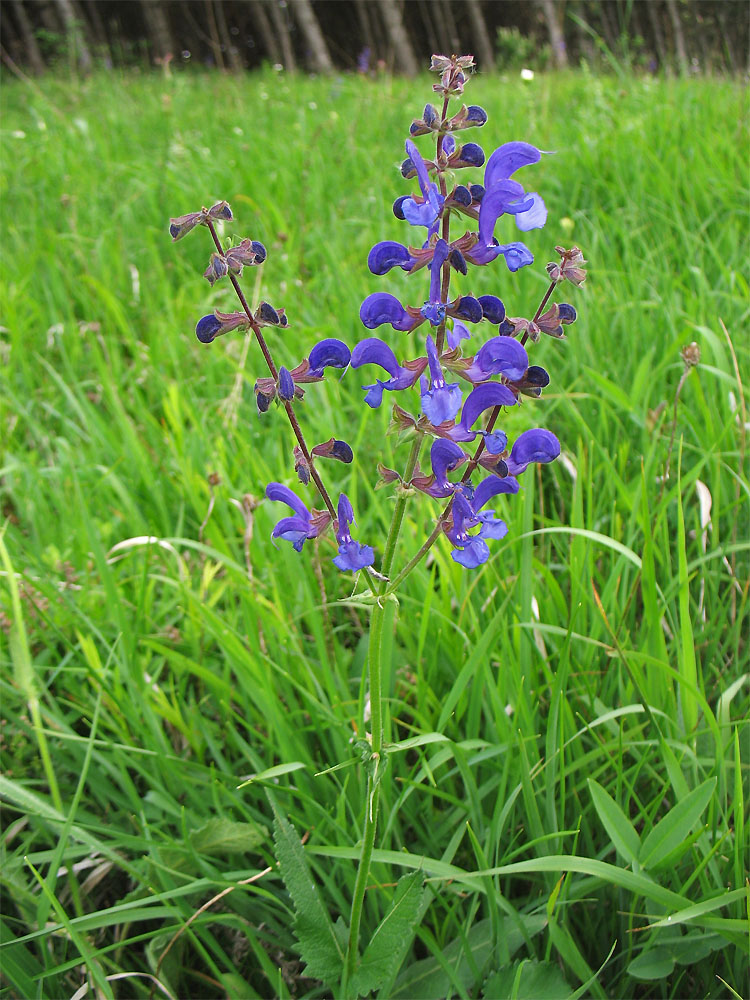 Изображение особи Salvia pratensis.