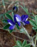 Lupinus pilosus