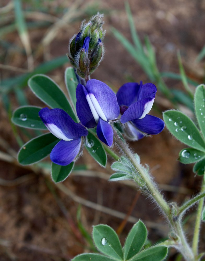 Image of Lupinus pilosus specimen.