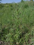 Cynoglossum officinale