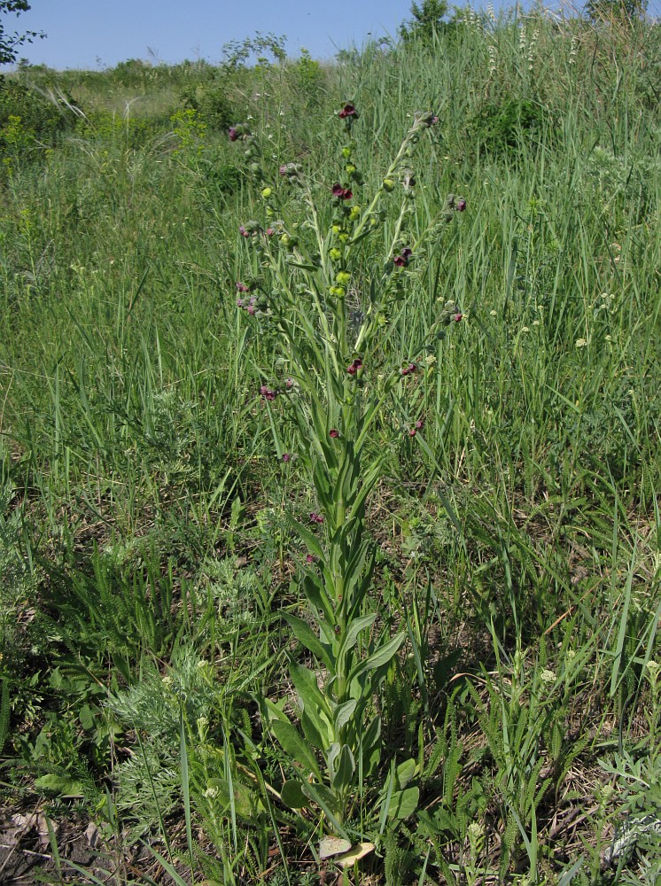 Изображение особи Cynoglossum officinale.