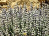 Salvia deserti. Соцветия. Израиль, южный Негев. 29.03.2014.