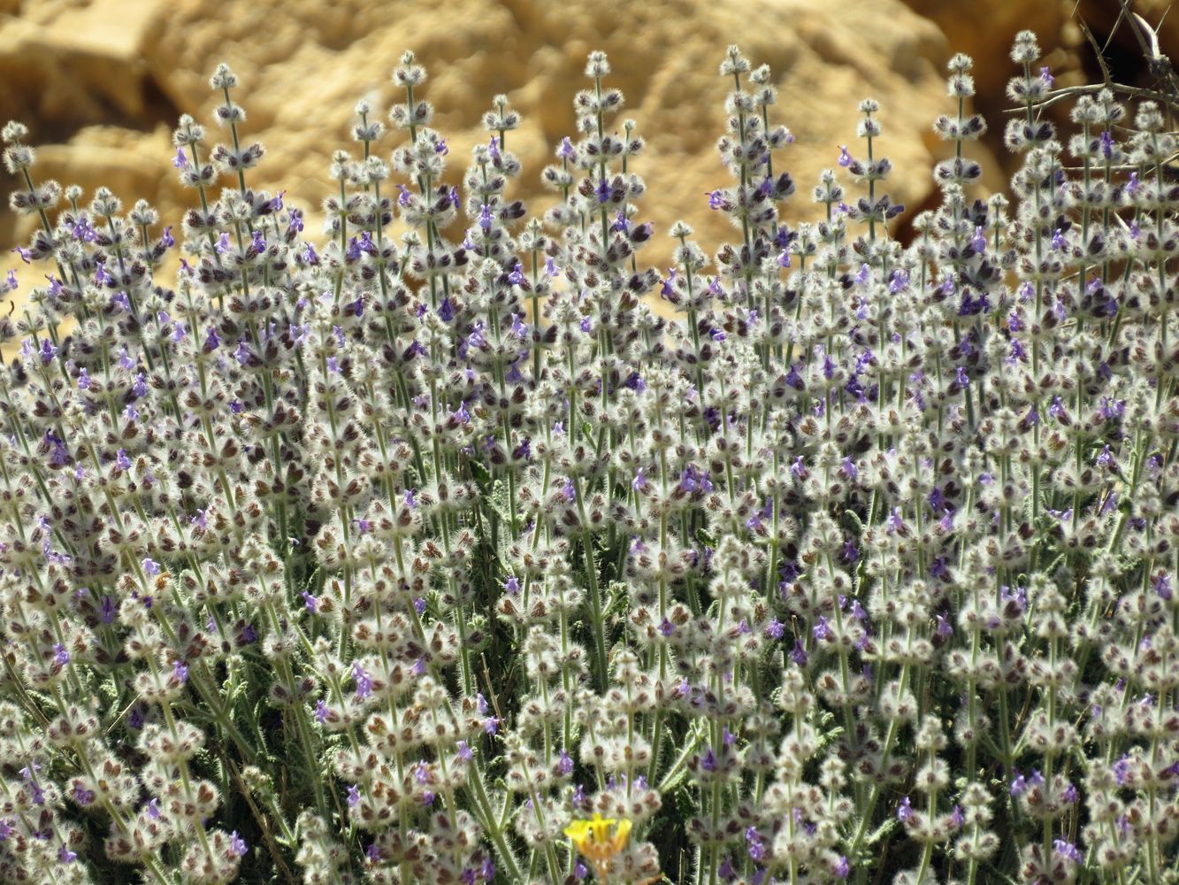 Image of Salvia deserti specimen.