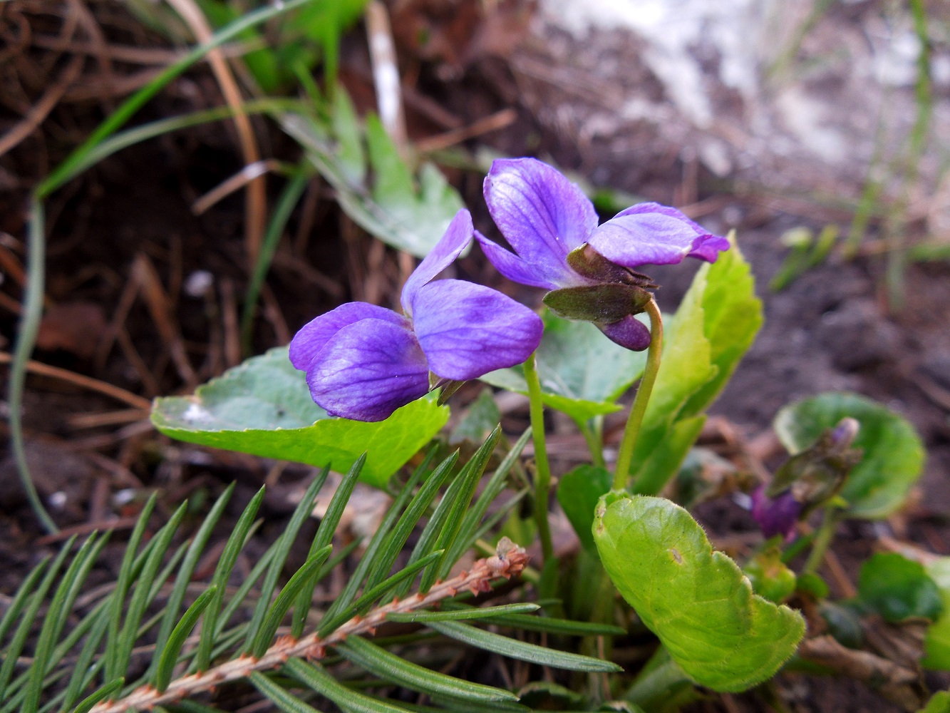 Image of Viola odorata specimen.