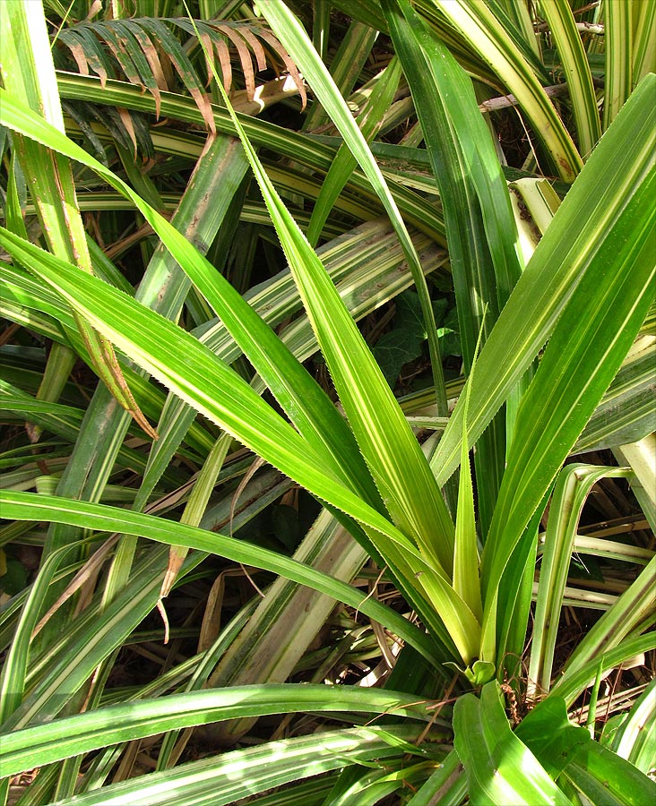 Image of Pandanus veitchii specimen.