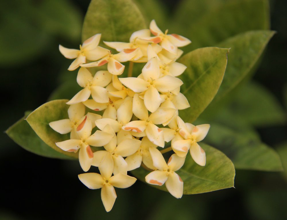 Image of genus Ixora specimen.