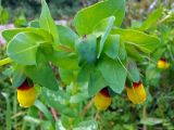 Cerinthe major