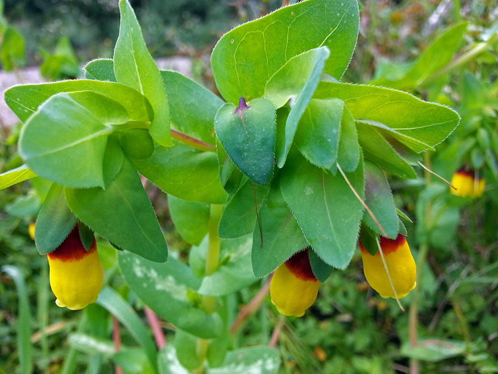 Image of Cerinthe major specimen.