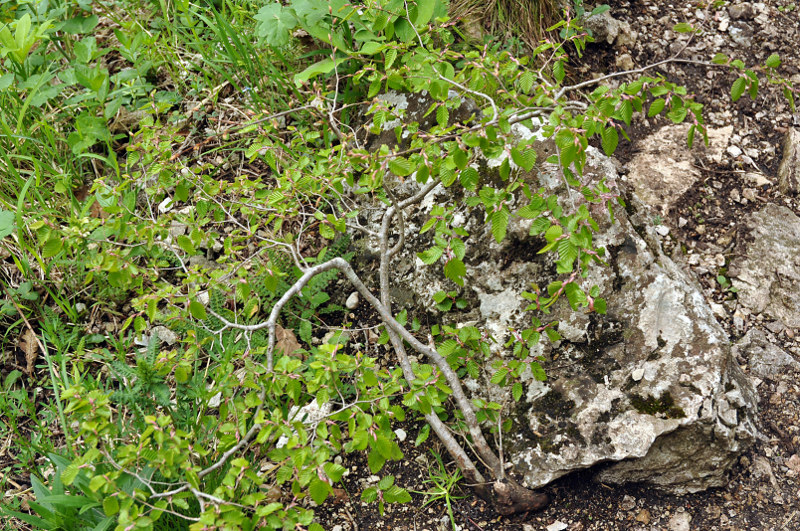 Image of Carpinus orientalis specimen.