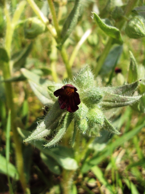 Image of Nonea rossica specimen.