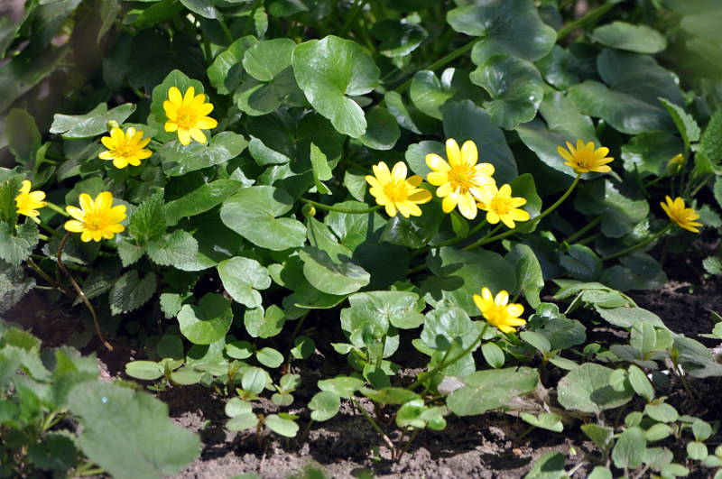 Image of Ficaria verna specimen.